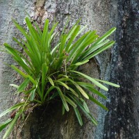 Cymbidium aloifolium (L.) Sw.